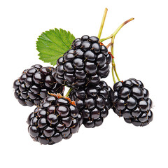 Fresh blackberries on a branch, showcasing their vibrant dark color and juicy texture, perfect for healthy recipes and snacks.
