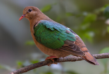 side view of a common emerald dove perching on a branch in the rainforest at lake eacham in nth qld, australia