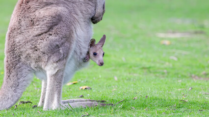 side on view of an eastern grey kangaroo joey in its mothers pouch at a park in the snowy mountains of nsw, australia
