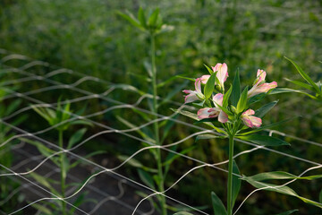 A branch of an alstroemeria flower in the  greenhouse . Blooming alstroemeria. Floral background, selective focus.