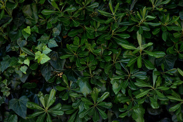 Beautiful green leaves background.