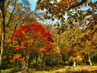 飛騨の山地では秋になると紅葉で渓谷が最も美しくなります