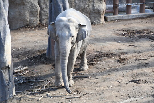 動物園で飼育されている子供のゾウ