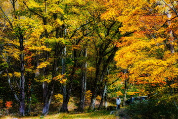 飛騨の山地では秋になると紅葉で渓谷が最も美しくなります