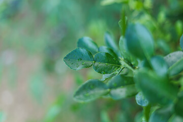 Fresh Kaffir Lime Leaves on the Tree