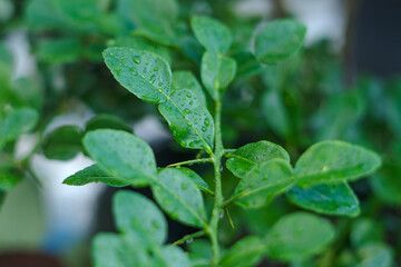 Fresh Kaffir Lime Leaves on the Tree