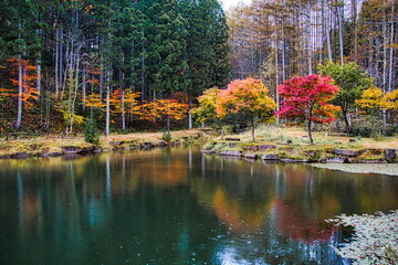 飛騨の山地では秋になると紅葉で渓谷が最も美しくなります