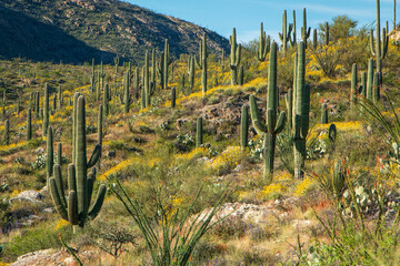 The beautiful, colorful desert hillside during springtime in Tucson, Arizona USA