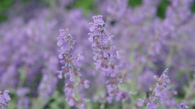 Nepeta cataria blossoming in a garden on summer day. Beauty in nature. Summer nature blossom flower. Catnip blossom. Blooming catnip flower. Catnip or catmint herb. Catnip flower. Summer time nature