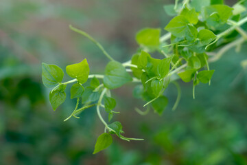 Leaves and Stems of Peperomia pellucida Plant