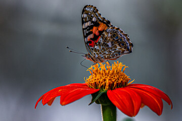 butterfly on flower
