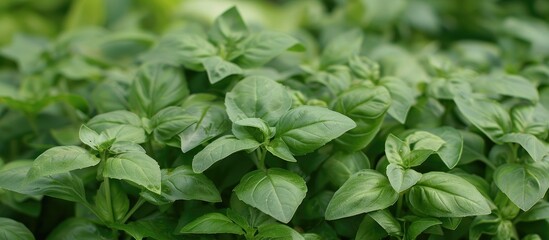 Organic Sweet Basil
