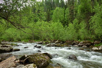 A beautiful turbulent river with rocky banks flows down from the mountains through a dense summer forest after rain.