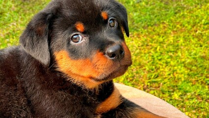 Cute rottweiler puppy lying down resting outdoors.