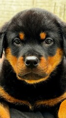 Person holding a cute rottweiler puppy.