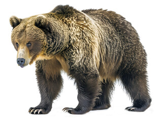Obraz premium brown grizzly bear walking isolated on white background
