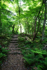 refreshing spring forest with path