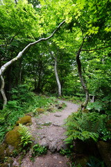 fine spring path in the gleaming sunlight