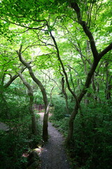 fine spring path in the gleaming sunlight