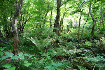 spring primeval forest with ferns and mossy trees
