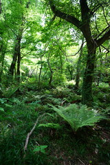 spring primeval forest with ferns and mossy trees