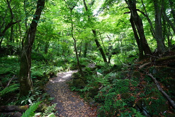 fine spring path in the gleaming sunlight