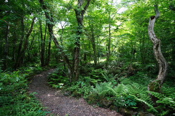 refreshing spring forest with path
