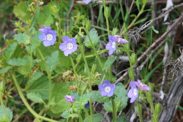 Blue Sticky Scorpionflower, Phacelia Viscida Variety Viscida, an alluring native monoclinous annual herb displaying terminal scorpioid cyme inflorescences during Spring in the Santa Monica Mountains.