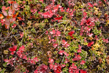 Leaves in beautiful fall colours in the arctic Canada