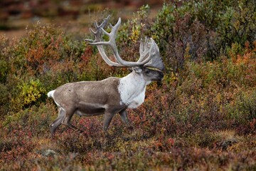 Caribou bulls waiting for the cows to arrive before the rut begins