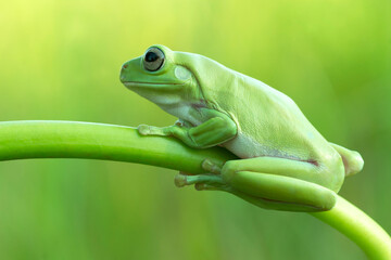Dumpy tree frog sitting on green branch, Javan tree frog close up image, side pose on green natural background