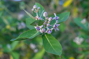 Calotropis gigantea, the crown flower