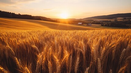 Obraz premium Golden Wheat Field at Sunset