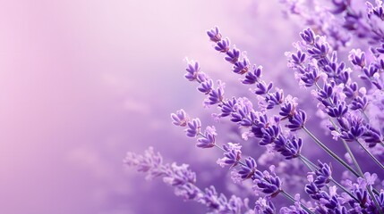 Naklejka premium Close-up of purple lavender flowers against a soft pink background.