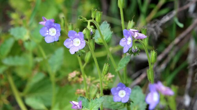 Blue Sticky Scorpionflower, Phacelia Viscida Variety Viscida, an alluring native monoclinous annual herb displaying terminal scorpioid cyme inflorescences during Spring in the Santa Monica Mountains.