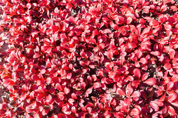 Leaves in beautiful fall colours in the arctic Canada