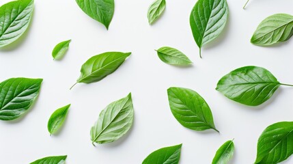 Naklejka premium Green Leaves Pattern on White Background - Minimalist Floral Design