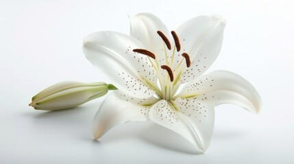 Fototapeta premium White Lily Flower with Bud - Close Up Photography