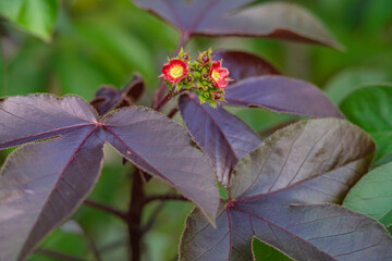 The Fruit of Jatropha gossypiifolia