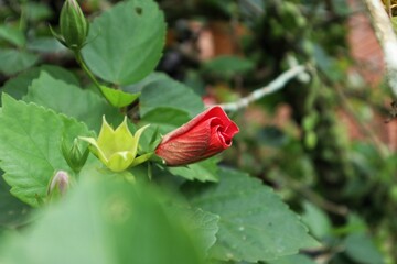 Hibiscus flowers (Latin: Hibiscus rosa-sinensis L.) are shrubs of the Malvaceae family that originate from East Asia and are widely planted as ornamental plants in tropical and subtropical areas.