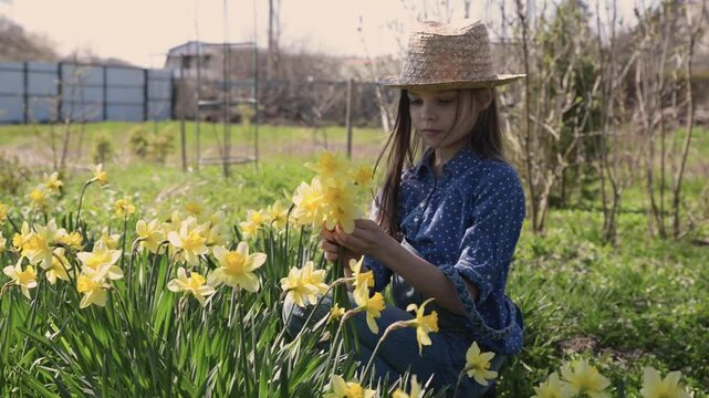 Cute smiling little girl in hat cuts a bouquet of blooming daffodils from a spring flowerbed. Spring seasonal portrait of gardening kid on rural background
