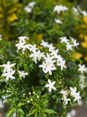 white flowers of green grass