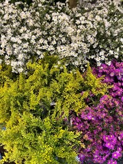 green moss on the wall