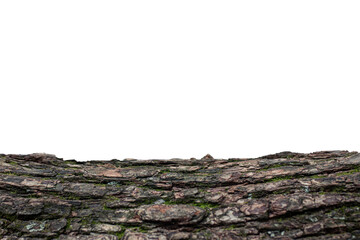 bark of tree with white background