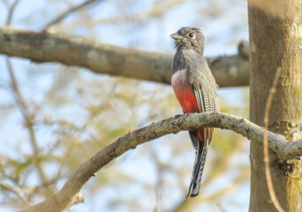 Trogon curucui