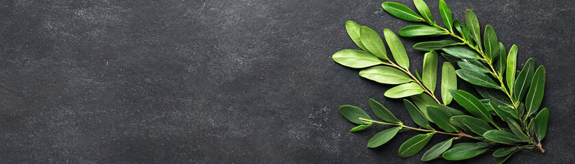 A leafy green plant is on a black background