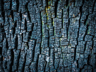 Corteza de arbol oscura para tapiz