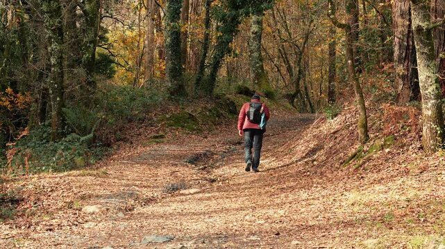 caminante peregrino sin rostro haciendo el camino de santiago Compostela Espa&ntilde;a caminando por el paisaje seco en oto&ntilde;o en el campo entre los arboles del bosque