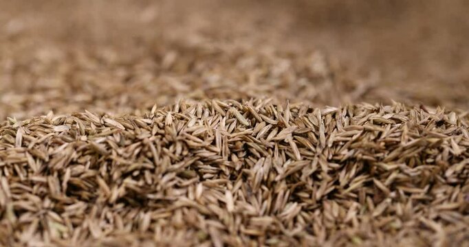 mixed seeds of perennial and annual grass for lawn, grass seeds for growing on lawn for design