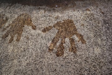 Wet handprints of a toddler on a cement floor.
